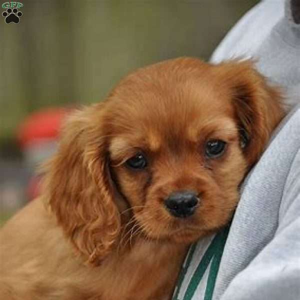 Roger, Cavalier King Charles Spaniel Puppy